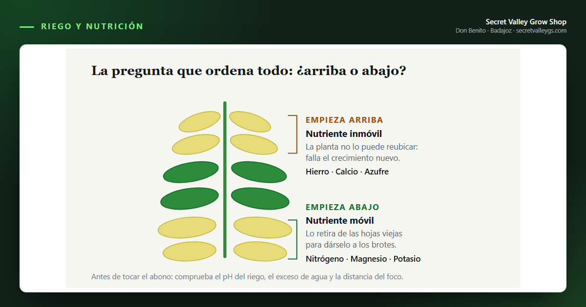 Hojas amarillas: cómo leer lo que te está diciendo la planta